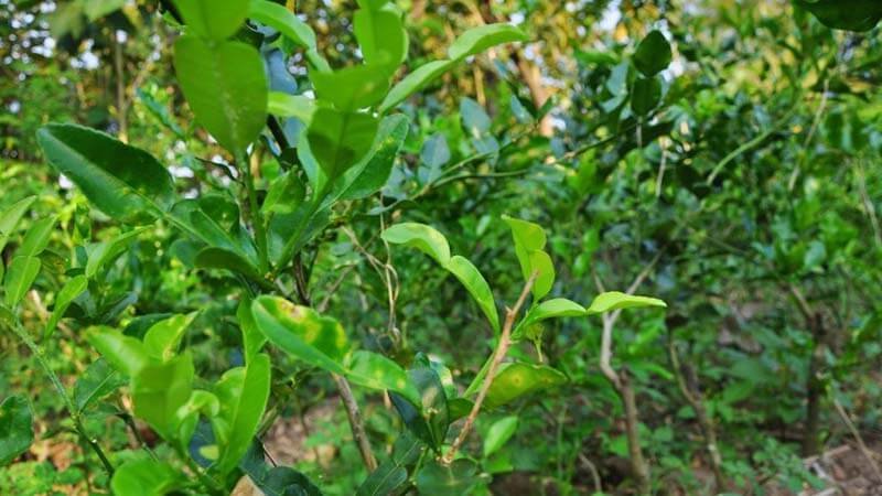 4 Manfaat Daun Jeruk Purut, Poin Terakhir Paling Didambakan Pria Dewasa