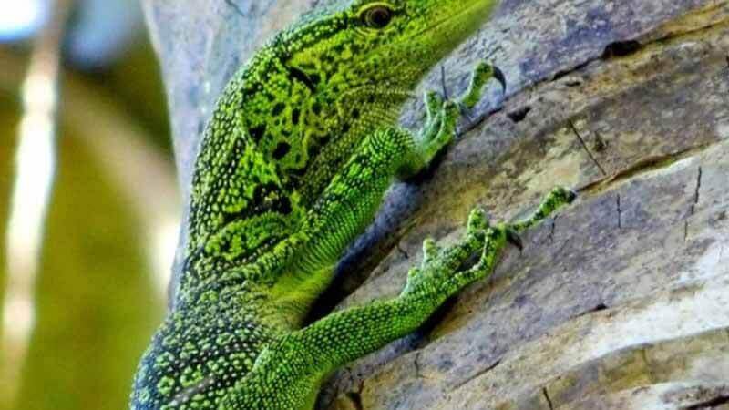 Tiga Jenis Biawak Ini Hanya Bisa Ditemukan di Raja Ampat