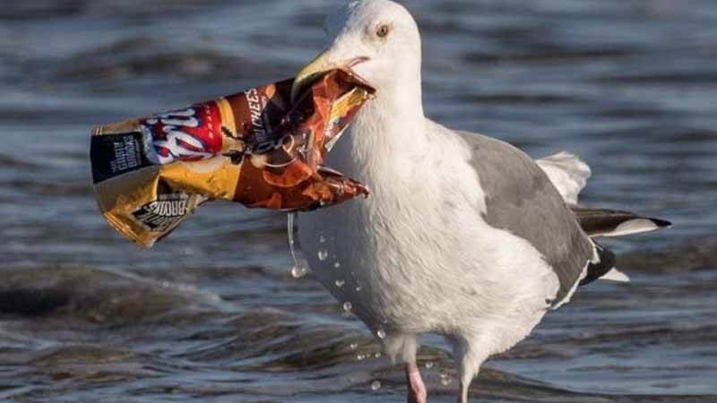 Ngeri, Telur Burung di Pedalaman Arktika Dihuni Senyawa Plastik