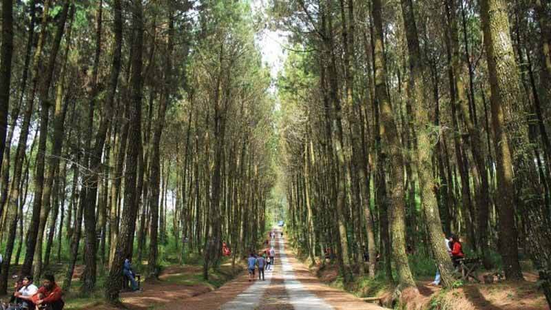 9 Tokoh Hutan Sosial Mendapatkan Trofi dari Pemerintah, Berikut Daftarnya