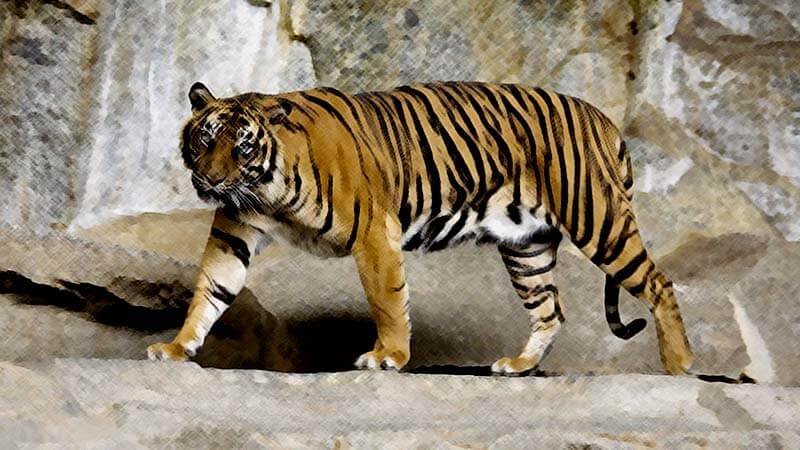 KLHK Harapkan Ini Terhadap Vonis Pembunuh Harimau Bunting di Riau