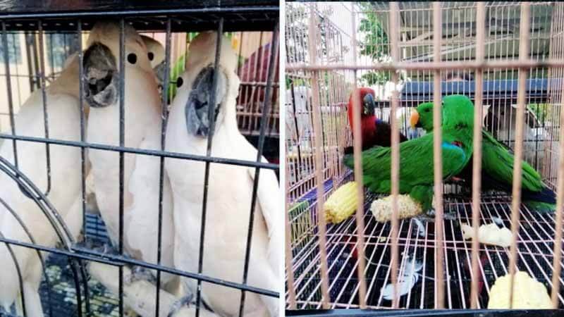 Sindikat Perdagangan Burung Dilindungi Diringkus di Batam