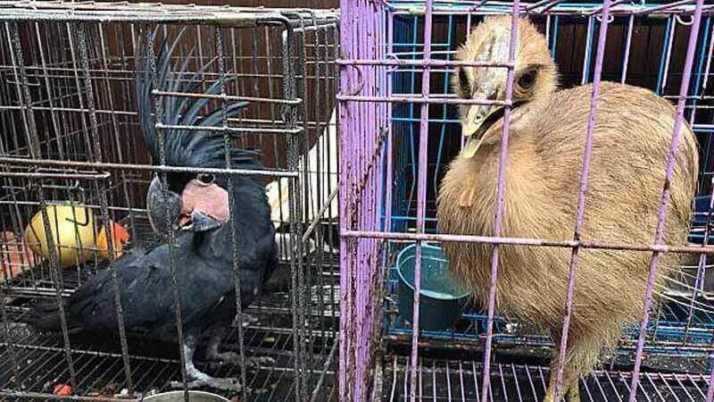Gara-gara Burung, Aulia Harus Berurusan dengan Polisi