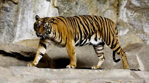 Halawa, Sang Pembunuh Harimau Bunting yang Dihukum 3 Tahun Penjara