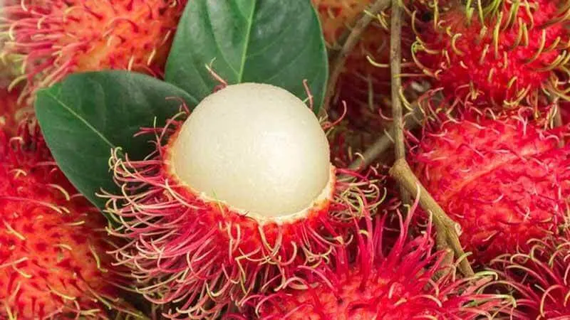 Ini Manfaat Jika Mengonsumsi Buah Rambutan
