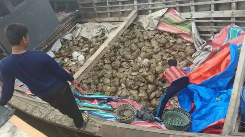 Kasus Penyelundupan 7000 Ekor Belangkas Ditangani Tim Terpadu
