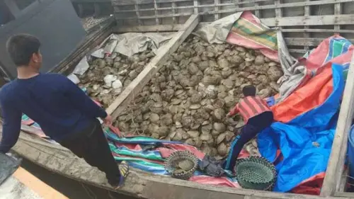 Kasus Penyelundupan 7000 Ekor Belangkas Ditangani Tim Terpadu