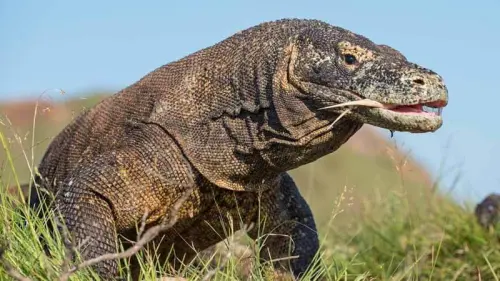 Komodo dan 10 Hewan Langka Indonesia yang Terancam Tiada