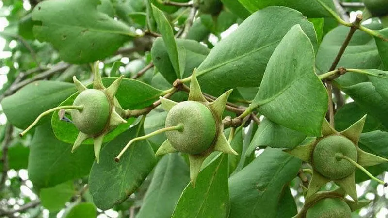 Kopi Mangrove, Kopi Pesisir untuk Vitalitas Pria Dewasa