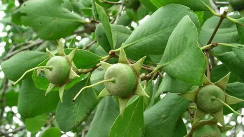 Kopi Mangrove, Kopi Pesisir untuk Vitalitas Pria Dewasa