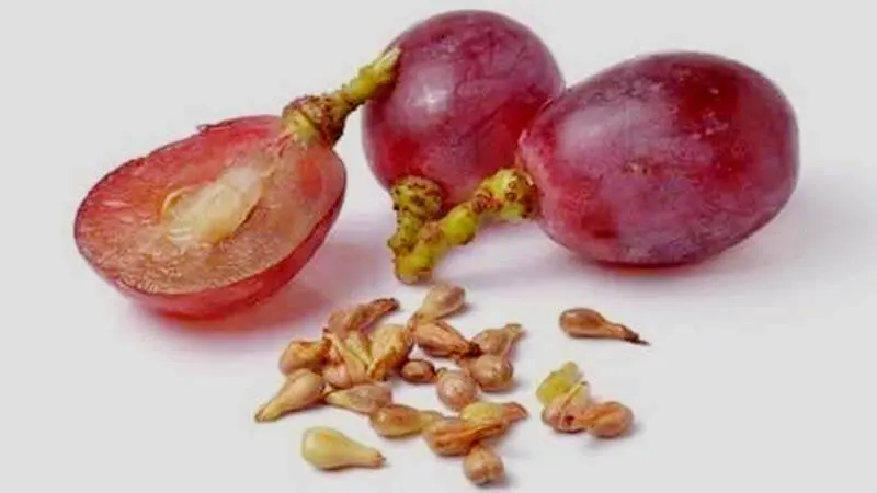 Makan Anggur Jangan Buang Bijinya, Ini Alasan Mengejutkan di Baliknya