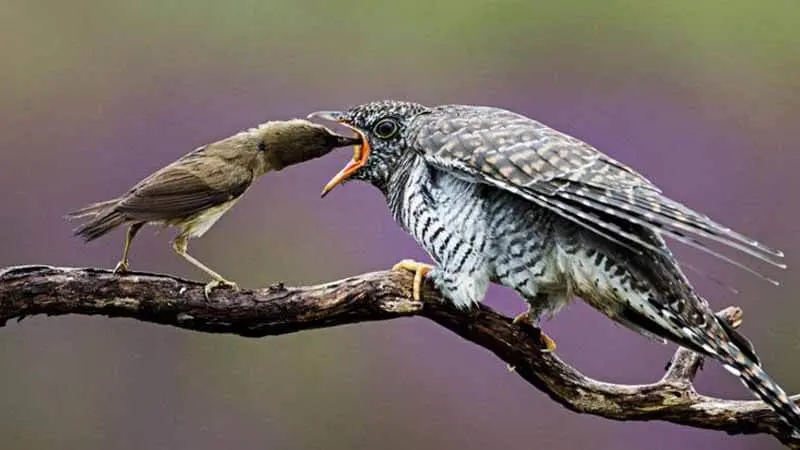 Manfaat Istimewa di Balik Hobi Mengamati Burung di Alam Bebas