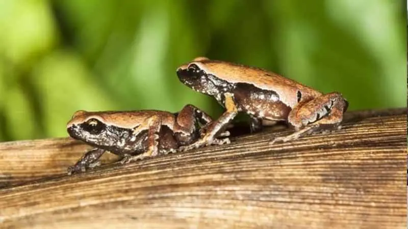 Mysticellus, Katak Misterius yang Ditemukan di Kubangan Jalan