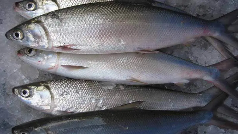 Penasaran Apa Manfaat Ikan Bolu? Ini Jawabannya