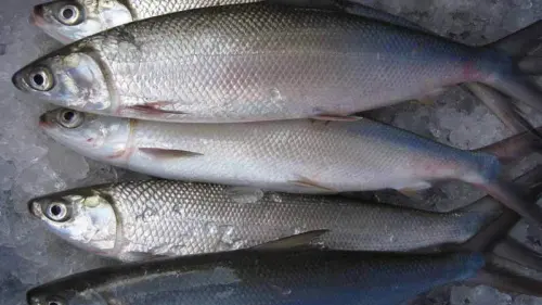 Penasaran Apa Manfaat Ikan Bolu? Ini Jawabannya
