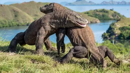 Perihal 14 Biawak yang Dilindungi di Indonesia, Asal, dan Nama Ilmiahnya