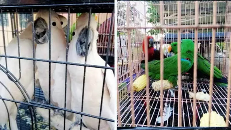 Sindikat Perdagangan Burung Dilindungi Diringkus di Batam