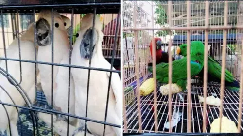 Sindikat Perdagangan Burung Dilindungi Diringkus di Batam