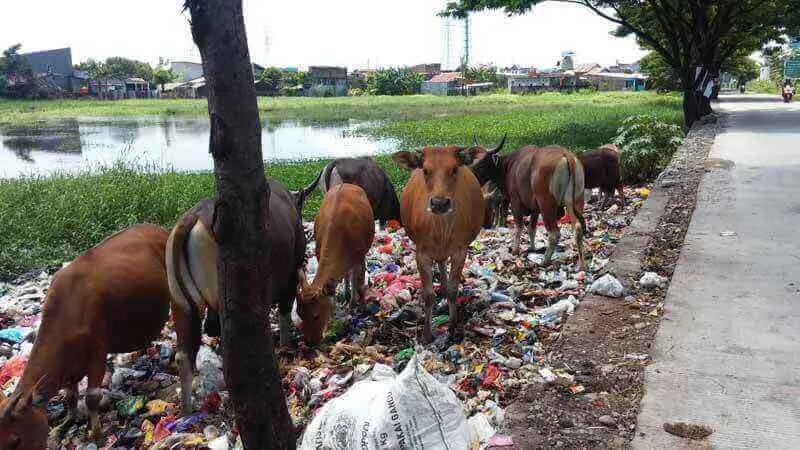 Ternyata Gowa Dikepung Tempat Sampah Siluman