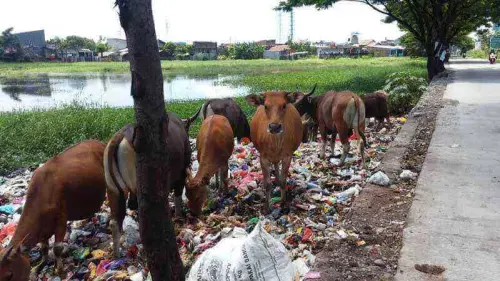 Ternyata Gowa Dikepung Tempat Sampah Siluman