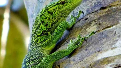 Tiga Jenis Biawak Ini Hanya Bisa Ditemukan di Raja Ampat