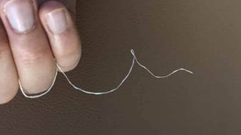 Penemuan Terbaru: Bahan Pakian dari Tentakel Cumi-Cumi  Bisa Mengurangi Pencemaran Plastik