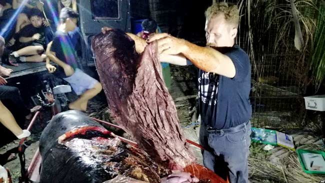 Blatchley Terkejut Saat Menjumpai 40 Kilogram Sampah Plastik dalam Perut Seekor Paus di Filipina