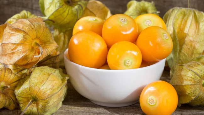 Manfaat Buah Ciplukan, dari Masalah Mulut hingga Tangkal Kanker