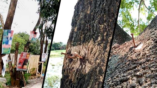 Harusnya Para Caleg Tahu, Ini Dampak Buruk Memaku Pohon