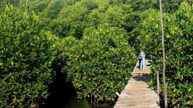 Melalui Sekolah Mangrove, Murid SD di Indramayu Disiapkan Jadi Pejuang Lingkungan
