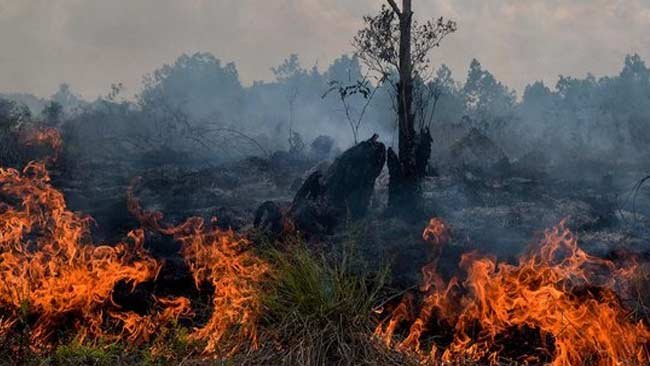 Kebakaran Lahan Mendekati Habitatnya, Harimau Sumatera Terdesak ke Tepi Kepunahan
