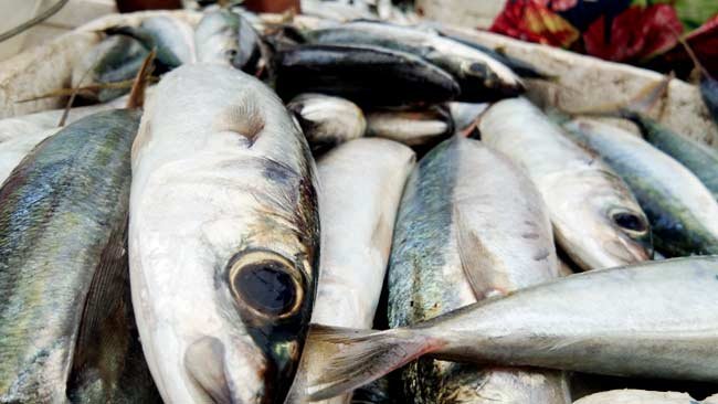Konsumsi Ikan Layang, Penyakit Ini Bisa Dicegah dan Diatasi