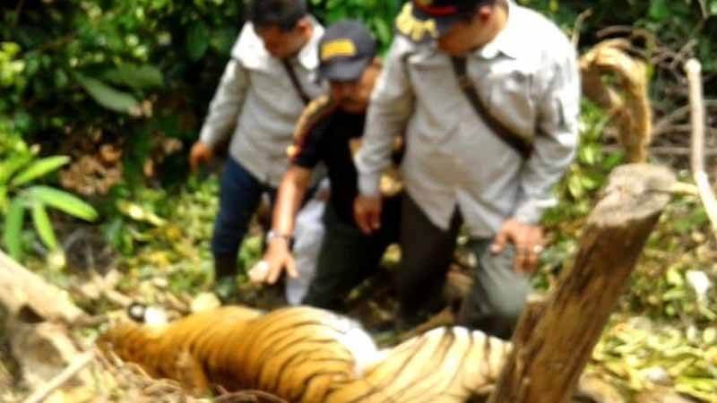 Pembunuh Harimau Bunting di Vonis, WWF Beri Apresiasi Penegak Hukum