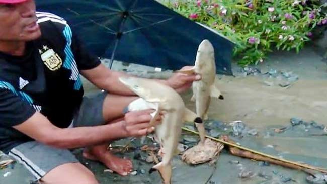 Perihal Fenomena Ikan Hiu yang Bermunculan Pasca Banjir di Sentani, Begini Penjelasan Ahli!
