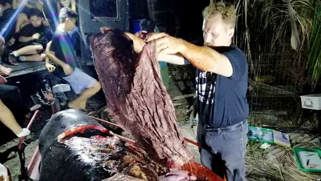 Blatchley Terkejut Saat Menjumpai 40 Kilogram Sampah Plastik dalam Perut Seekor Paus di Filipina