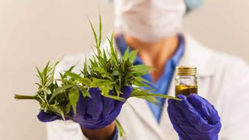 Demi Medis, Thailand Legalkan Ganja, Indonesia Kapan?