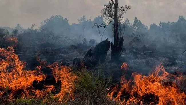 Kebakaran Lahan Mendekati Habitatnya, Harimau Sumatera Terdesak ke Tepi Kepunahan