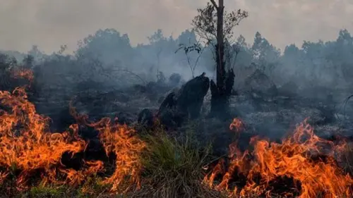 Kebakaran Lahan Mendekati Habitatnya, Harimau Sumatera Terdesak ke Tepi Kepunahan