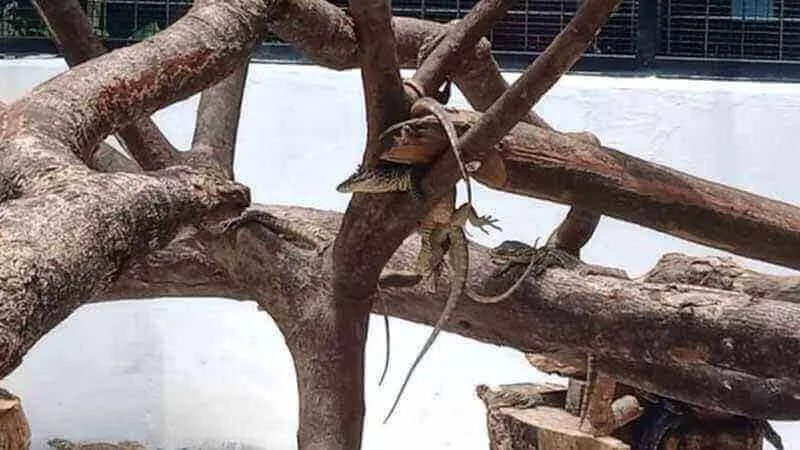 Kebun Binatang Surabaya Berhasil Tetaskan 74 Telur Komodo