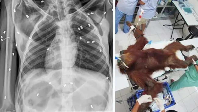 Kritis, Orangutan Sumatera Ditembak 74 Peluru di Aceh