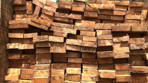 Masih Ingat Selundupan 57 Kontainer Kayu Asal Papua? Begini Sekarang Kasusnya