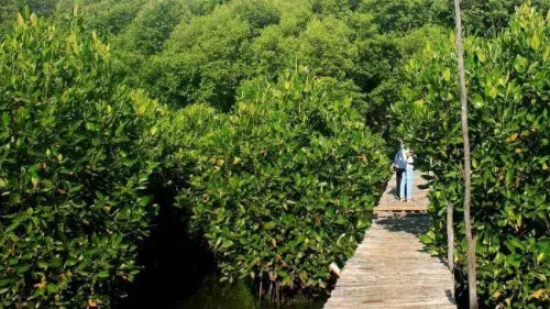 Melalui Sekolah Mangrove, Murid SD di Indramayu Disiapkan Jadi Pejuang Lingkungan
