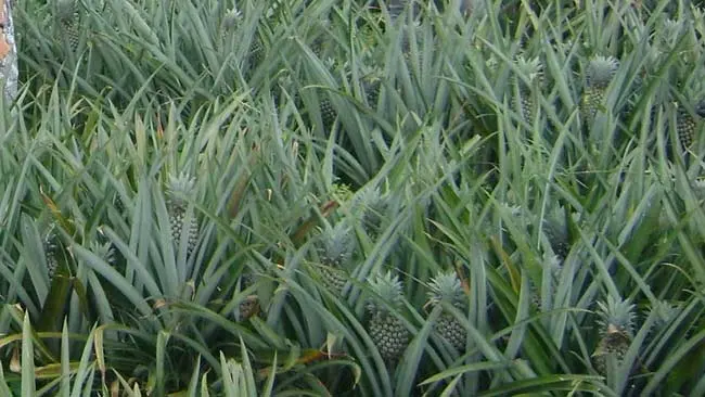Menuju Industri 4.0, Pertamina Jadikan Limbah Daun Nanas  Pengganti Fiberglass