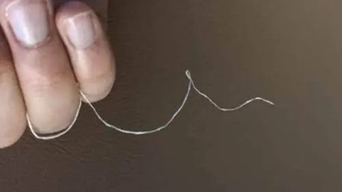 Penemuan Terbaru: Bahan Pakian dari Tentakel Cumi-Cumi  Bisa Mengurangi Pencemaran Plastik