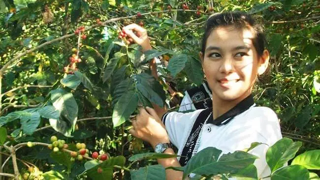 Perubahan Iklim Semakin Mengancam Keberadaan Kopi