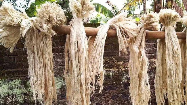 Selain Pengganti Fiberglass, Daun Nanas Memiliki Manfaat Lain yang Mengejutkan