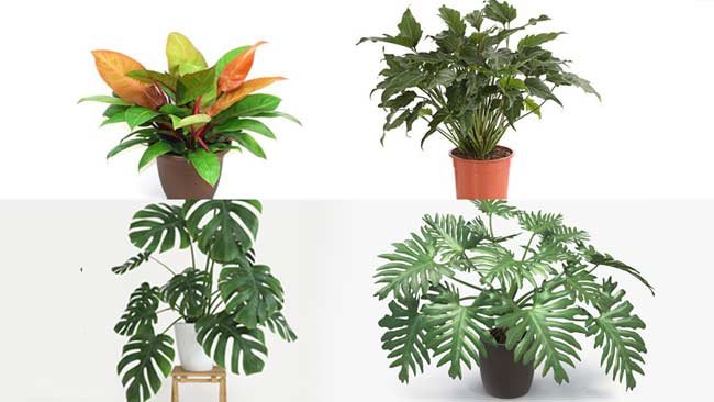 11 Jenis Philodendron Paling Populer di Tanah Air, Klik Ini!