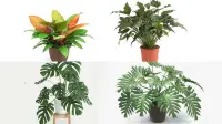 11 Jenis Philodendron Paling Populer di Tanah Air, Klik Ini!