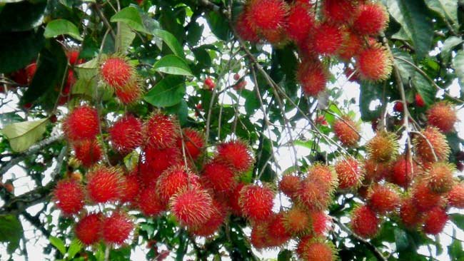 Buah Rambutan, Lezat Dagingnya dan Jangan Sepelekan 4 Manfaat Ajaib Bijinya
