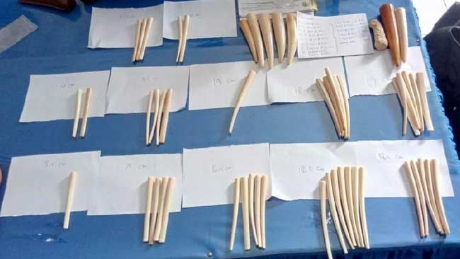 Cerita Berakhirnya Aksi Pelaku Penjualan Online Bagian Tubuh Satwa yang Dilindungi